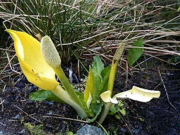 skunk cabbage